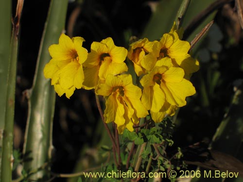 Tropaeolum hookerianum var. hookerianum的照片