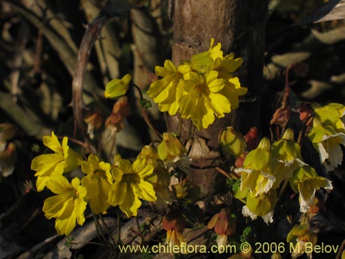 Imágen de Tropaeolum hookerianum var. hookerianum (). Haga un clic para aumentar parte de imágen.