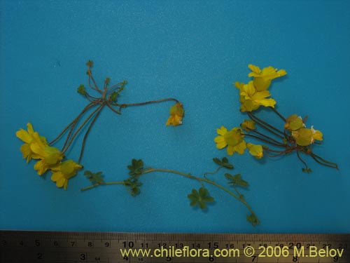 Фотография Tropaeolum hookerianum var. hookerianum (). Щелкните, чтобы увеличить вырез.