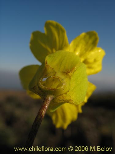 Bild von Tropaeolum hookerianum var. hookerianum (). Klicken Sie, um den Ausschnitt zu vergrössern.