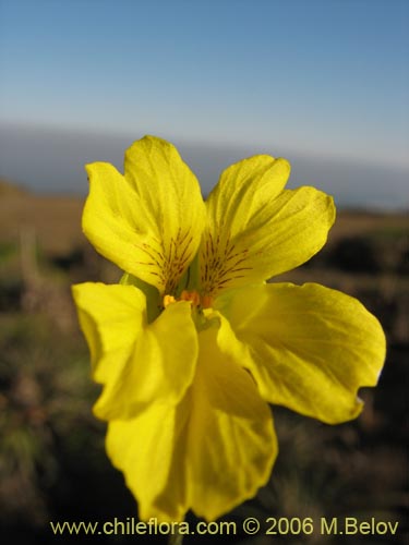 Image of Tropaeolum hookerianum var. hookerianum (). Click to enlarge parts of image.