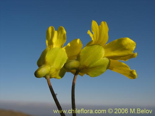 Фотография Tropaeolum hookerianum var. hookerianum (). Щелкните, чтобы увеличить вырез.