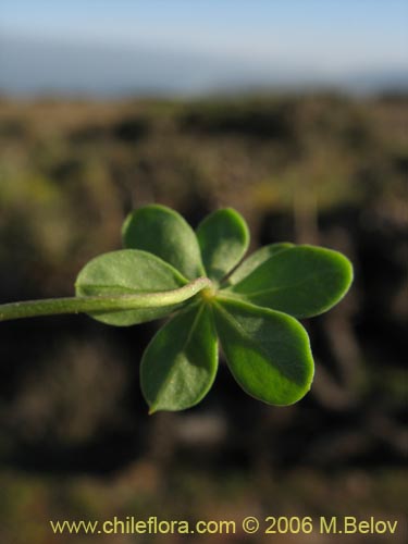 Image of Tropaeolum hookerianum var. hookerianum (). Click to enlarge parts of image.