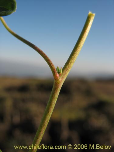 Bild von Tropaeolum hookerianum var. hookerianum (). Klicken Sie, um den Ausschnitt zu vergrössern.