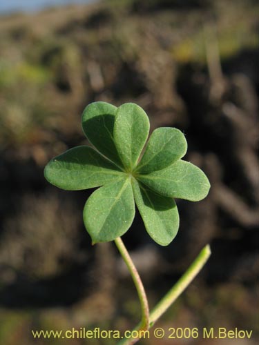 Bild von Tropaeolum hookerianum var. hookerianum (). Klicken Sie, um den Ausschnitt zu vergrössern.