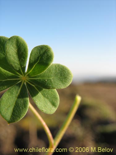 Imágen de Tropaeolum hookerianum var. hookerianum (). Haga un clic para aumentar parte de imágen.