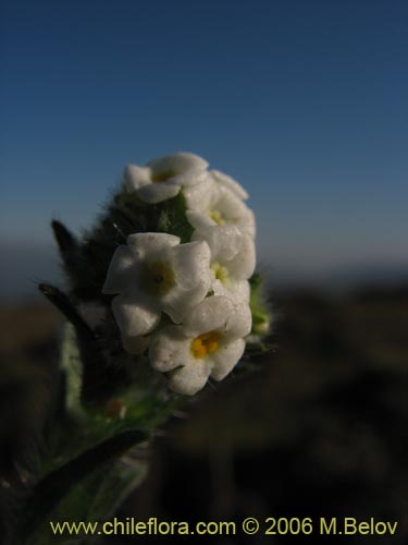 Image of Cryptantha sp.   #1590 (). Click to enlarge parts of image.