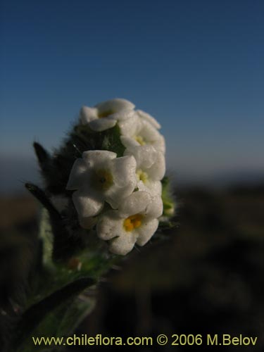 Cryptantha sp. #1590的照片