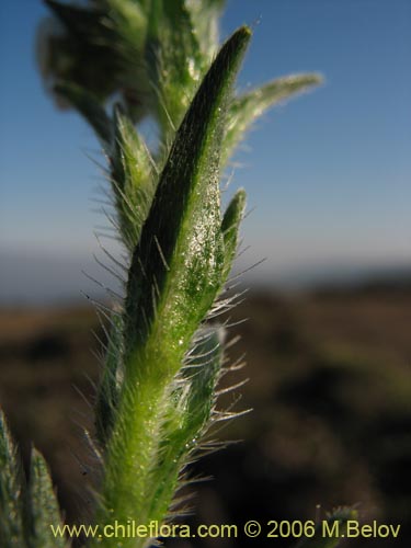 Bild von Cryptantha sp. #1590 (). Klicken Sie, um den Ausschnitt zu vergrössern.