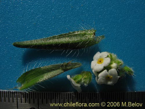 Cryptantha sp. #1590的照片