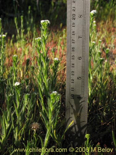 Image of Cryptantha sp. #1590 (). Click to enlarge parts of image.