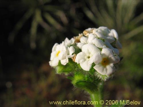 Cryptantha sp. #1590의 사진