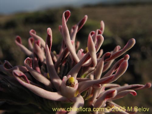 Imágen de Tweedia birostrata (Zahumerio / Voquicillo). Haga un clic para aumentar parte de imágen.