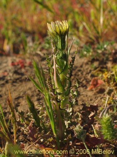 Asteraceae sp. #1883的照片