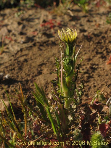 Asteraceae sp. #1883の写真