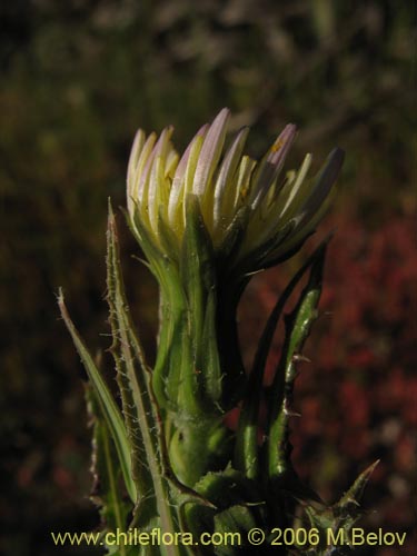 Asteraceae sp. #1883の写真