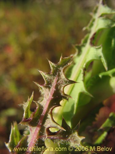 Asteraceae sp. #1883的照片