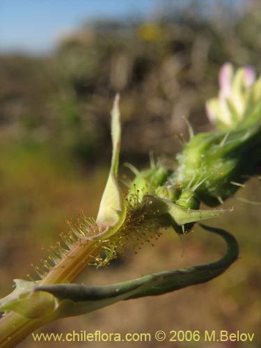 Asteraceae sp. #1883의 사진