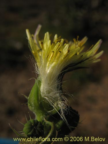 Asteraceae sp. #1883の写真