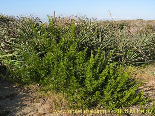 Heliotropium stenophyllumの写真