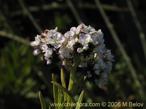 Image of Heliotropium stenophyllum (Palito negro). Click to enlarge parts of image.