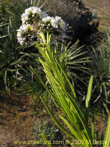 Фотография Heliotropium stenophyllum (Palito negro). Щелкните, чтобы увеличить вырез.