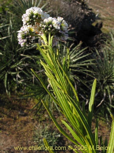 Imágen de Heliotropium stenophyllum (Palito negro). Haga un clic para aumentar parte de imágen.