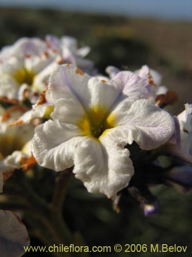 Image of Heliotropium stenophyllum (Palito negro). Click to enlarge parts of image.