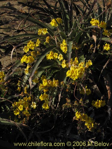 Tropaeolum hookerianum var. hookerianum的照片