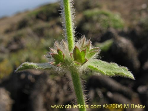 Image of Stachys sp. #1879 (). Click to enlarge parts of image.