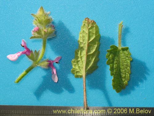 Image of Stachys sp. #1879 (). Click to enlarge parts of image.