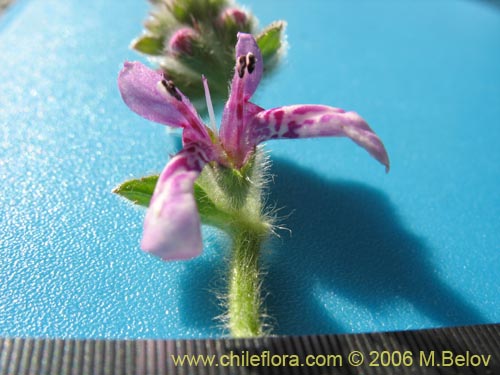 Stachys sp. #1879의 사진