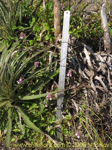 Image of Stachys sp. #1879 (). Click to enlarge parts of image.