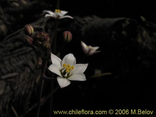 Фотография Fortunatia biflora (). Щелкните, чтобы увеличить вырез.