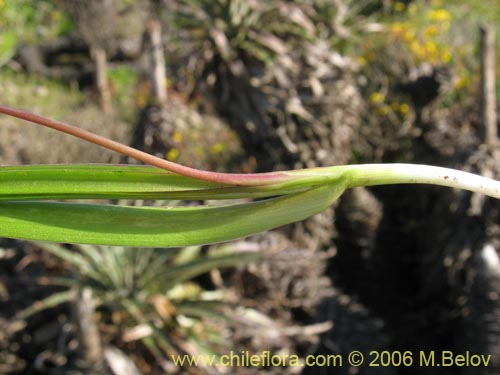 Fortunatia biflora의 사진