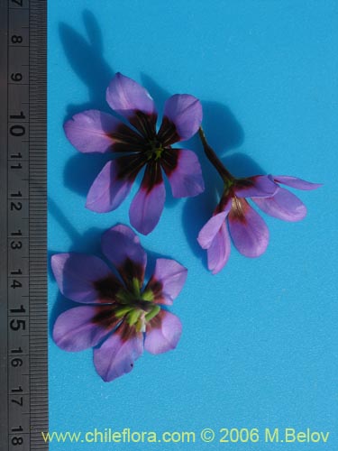 Leucocoryne purpureaの写真
