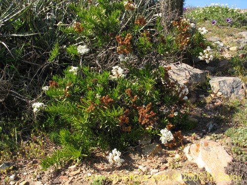 Im�gen de Leucocoryne purpurea ()