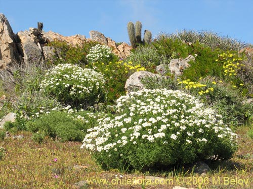 Фотография Bahia ambrosoides (Chamiza blanca / Manzanilla cimarrona). Щелкните, чтобы увеличить вырез.