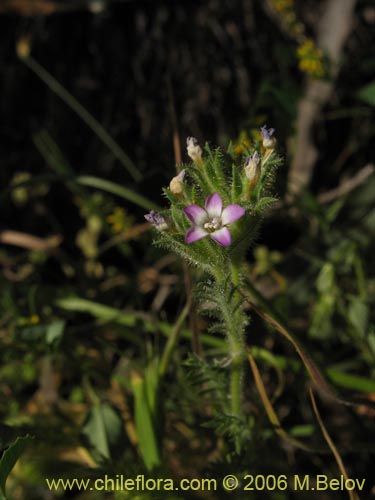 Imágen de Planta no identificada sp. #2375 (). Haga un clic para aumentar parte de imágen.