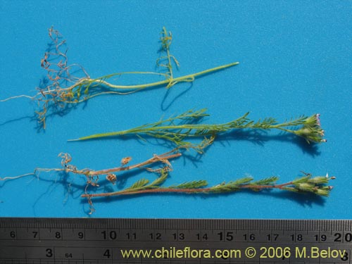 Image of Unidentified Plant sp. #2375 (). Click to enlarge parts of image.