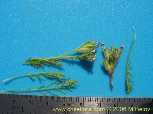 Image of Unidentified Plant sp. #2375 (). Click to enlarge parts of image.
