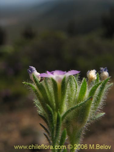 未確認の植物種 sp. #2375の写真