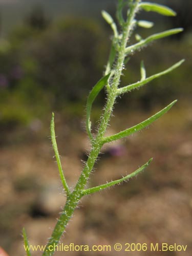 Imágen de Planta no identificada sp. #2375 (). Haga un clic para aumentar parte de imágen.