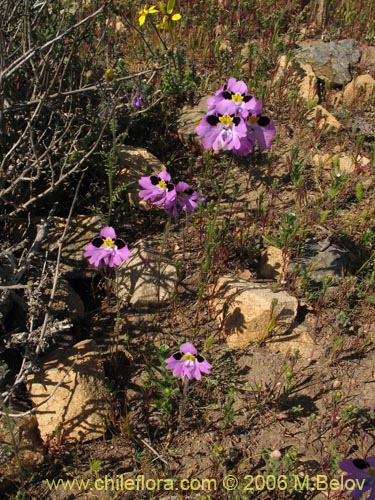 Imágen de Schizanthus litoralis (Mariposita costera). Haga un clic para aumentar parte de imágen.