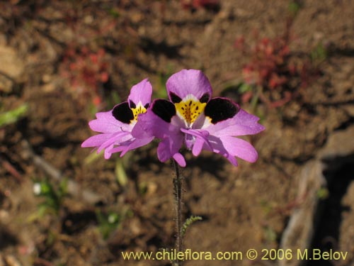 Schizanthus litoralis의 사진