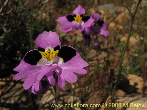 Bild von Schizanthus litoralis (Mariposita costera). Klicken Sie, um den Ausschnitt zu vergrössern.