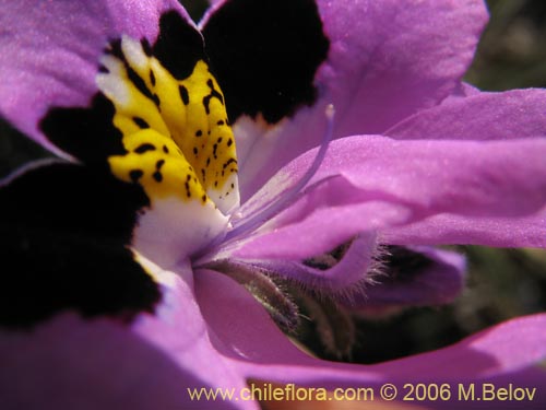 Imágen de Schizanthus litoralis (Mariposita costera). Haga un clic para aumentar parte de imágen.