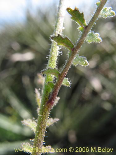 Image of Schizanthus litoralis (Mariposita costera). Click to enlarge parts of image.