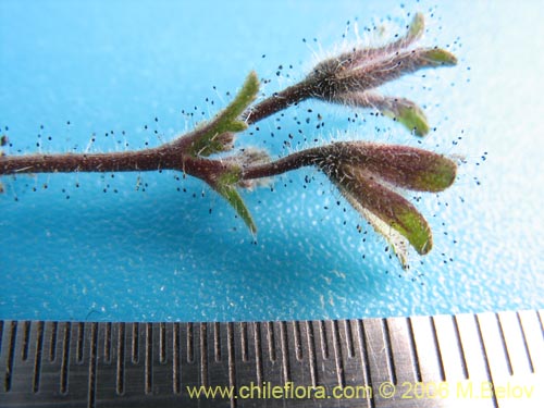 Bild von Schizanthus litoralis (Mariposita costera). Klicken Sie, um den Ausschnitt zu vergrössern.