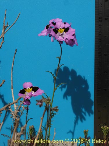 Фотография Schizanthus litoralis (Mariposita costera). Щелкните, чтобы увеличить вырез.